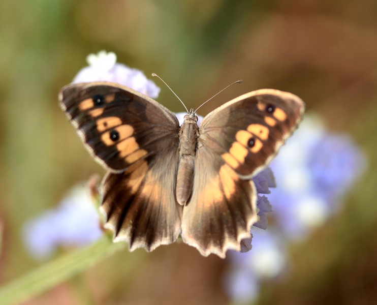 Chazara briseis larnacarna: Nymphalidae